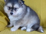 Deux chiots Pomsky mâles non LOF nés février 2026 à vendre