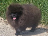 Chiot Spitz Nain mâle noir non LOF né décembre 2025 en vente