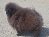 Chiot Spitz Nain mâle noir non LOF né décembre 2025 en vente