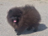 Chiot Spitz Nain mâle noir non LOF né décembre 2025 en vente