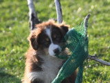 5 chiots Berger Australien de janvier 2026 non LOF à vendre