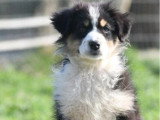 5 chiots Berger Australien de janvier 2026 non LOF à vendre