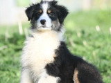 5 chiots Berger Australien de janvier 2026 non LOF à vendre