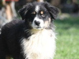 5 chiots Berger Australien de janvier 2026 non LOF à vendre