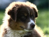 5 chiots Berger Australien de janvier 2026 non LOF à vendre