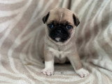 Chiots Carlins exotiques à vendre