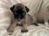 Chiots Carlins exotiques à vendre