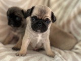 Chiots Carlins exotiques à vendre