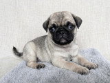 Chiots Carlins exotiques à vendre