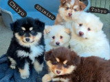 4 chiots Finnois de Laponie non LOF réservation mars 2026