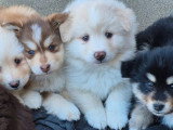 4 chiots Finnois de Laponie non LOF réservation mars 2026