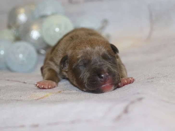 Portée de 8 chiots Staffordshire Terrier Américain LOF à réserver