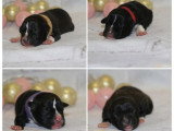 Portée de 8 chiots Staffordshire Terrier Américain LOF à réserver