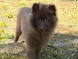 Chiot Spitz mâle chocolat à vendre non LOF de décembre 2025