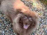 Chiot Spitz mâle chocolat à vendre non LOF de décembre 2025