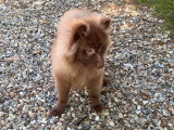Chiot Spitz mâle chocolat à vendre non LOF de décembre 2025