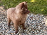 Chiot Spitz mâle chocolat à vendre non LOF de décembre 2025
