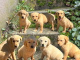 7 chiots type Labrador sable non LOF de février 2026 en vente