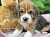 Chiot mâle Beagle tricolore LOF à vendre