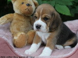 Chiot mâle Beagle tricolore LOF à vendre