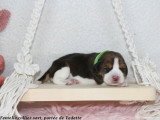 Chiots Beagle LOF à vendre