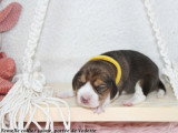 Chiots Beagle LOF à vendre