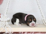 Chiots Beagle LOF à vendre