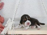 Chiots Beagle LOF à vendre