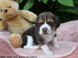 Chiots Beagle LOF à vendre