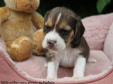 Chiots Beagle LOF à vendre