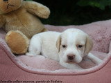Chiots Beagle LOF à vendre