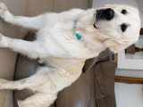 Mâle Golden Retriever blanc LOF pour saillie