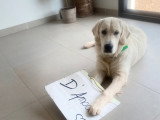Mâle Golden Retriever blanc LOF pour saillie