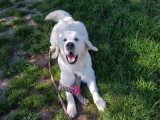 Mâle Golden Retriever blanc LOF pour saillie
