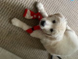 Mâle Golden Retriever blanc LOF pour saillie