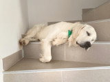 Mâle Golden Retriever blanc LOF pour saillie