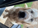 Mâle Golden Retriever blanc LOF pour saillie