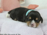 Chiots Beagle LOF à vendre