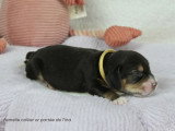 Chiots Beagle LOF à vendre