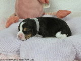 Chiots Beagle LOF à vendre
