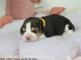 Chiots Beagle LOF à vendre