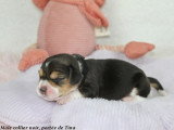 Chiots Beagle LOF à vendre