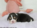 Chiots Beagle LOF à vendre