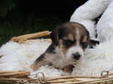 Chiots Beagle LOF à vendre