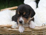 Chiots Beagle LOF à vendre