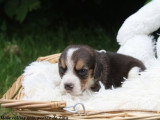 Chiots Beagle LOF à vendre