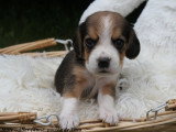 Chiots Beagle LOF à vendre