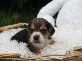Chiots Beagle LOF à vendre