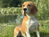 Aslan du Clos du Bonheur, mâle Beagle LOF à vendre