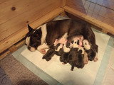 Chiots Boston Terrier à vendre